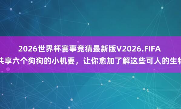 2026世界杯赛事竞猜最新版V2026.FIFA 共享六个狗狗的小机要,让你愈加了解这些可人的生物