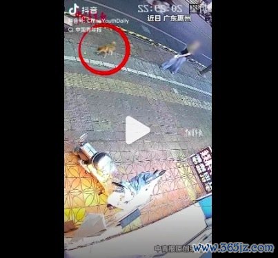 奶牛猫护同伴冲出去资格小狗